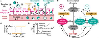 Mathematical Modeling of Streptococcus pneumoniae Colonization, Invasive Infection and Treatment